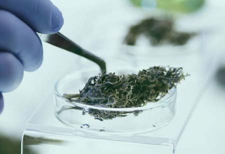 A Comprehensive Guide to Cannabis Testing Components